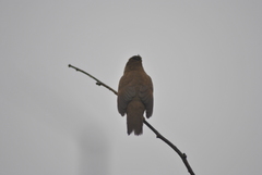 Locustella thoracica