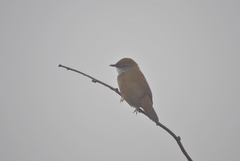 Locustella thoracica