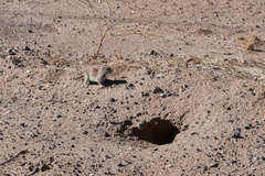 Xerospermophilus tereticaudus