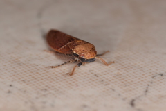 Curtara