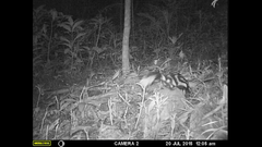 Spilogale angustifrons