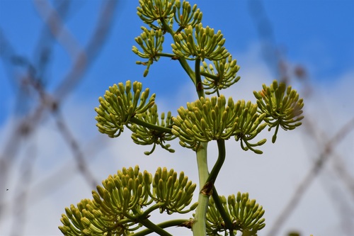Agave kewensis
