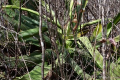 Agave kewensis