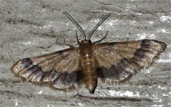 Idaea trypheropa
