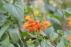 Pseudogynoxys haenkei