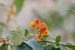 Pseudogynoxys haenkei