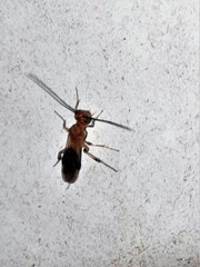 Rogadinae