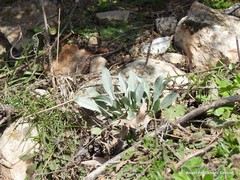 Cynoglossum cheirifolium