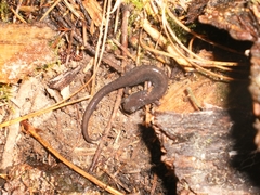 Chiropterotriton orculus