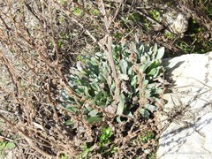 Cynoglossum cheirifolium