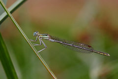 Platycnemis subdilatata