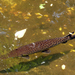 Tropical Gar - Photo (c) Carlos Jiménez, some rights reserved (CC BY-NC), uploaded by Carlos Jiménez