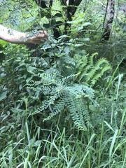 Phyllanthus gunnii