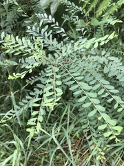 Phyllanthus gunnii