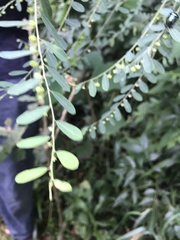 Phyllanthus gunnii