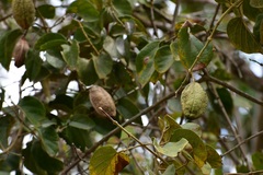 Amphilophium paniculatum