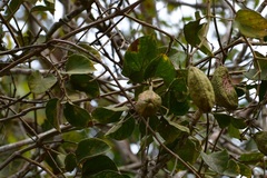 Amphilophium paniculatum