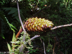 Guzmania triangularis