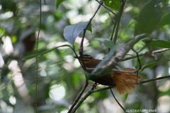 Philydor atricapillus