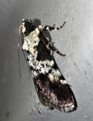 Orthaga rubridiscalis