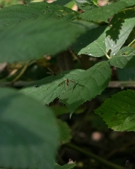 Ptychoptera albimana