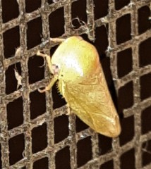 Trocnadini