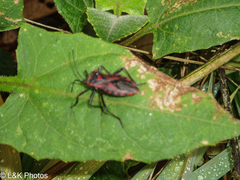Piezogaster rubropictus