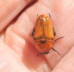 Leucocelis rubra