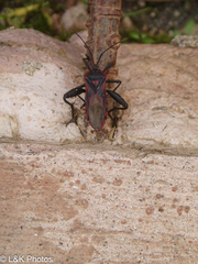 Piezogaster rubropictus