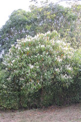 Miconia trinervia