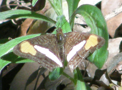 Adelpha thessalia