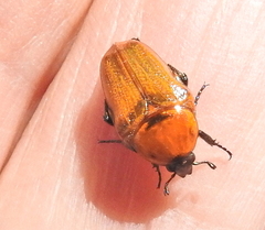 Leucocelis rubra