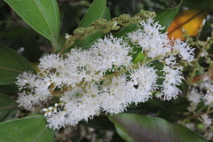 Miconia trinervia