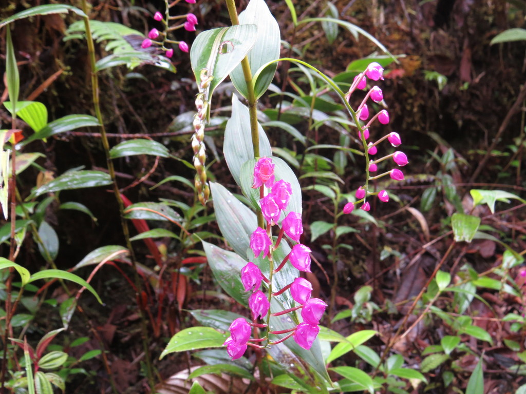 Sertifera purpurea