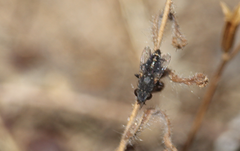 Opsidia intonsa