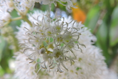 Miconia trinervia