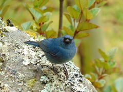 Diglossa caerulescens