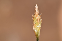 Carex acocksii