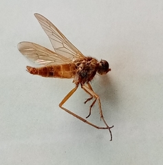 Entesia notabilis