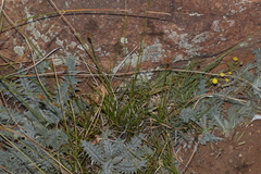Carex acocksii