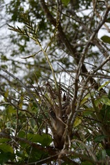 Tillandsia elusiva