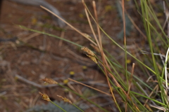 Carex acocksii