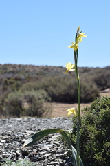 Moraea reflexa