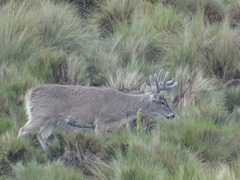 Odocoileus virginianus ustus