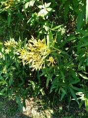 Cestrum euanthes