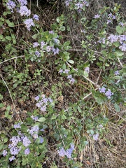Ceanothus cuneatus ramulosus