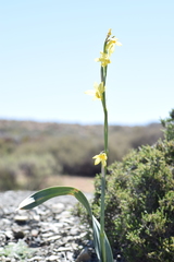 Moraea reflexa