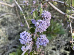 Ceanothus cuneatus ramulosus
