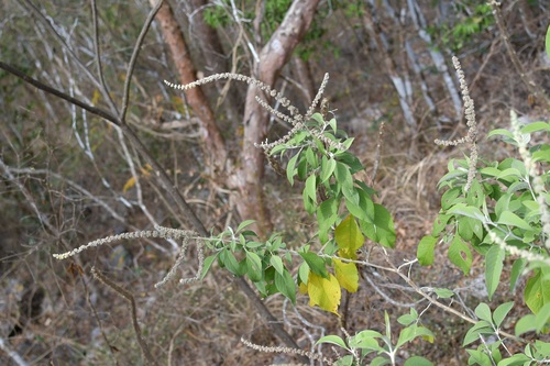 Buddleja americana, photograph 6