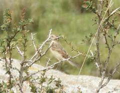Anthus furcatus